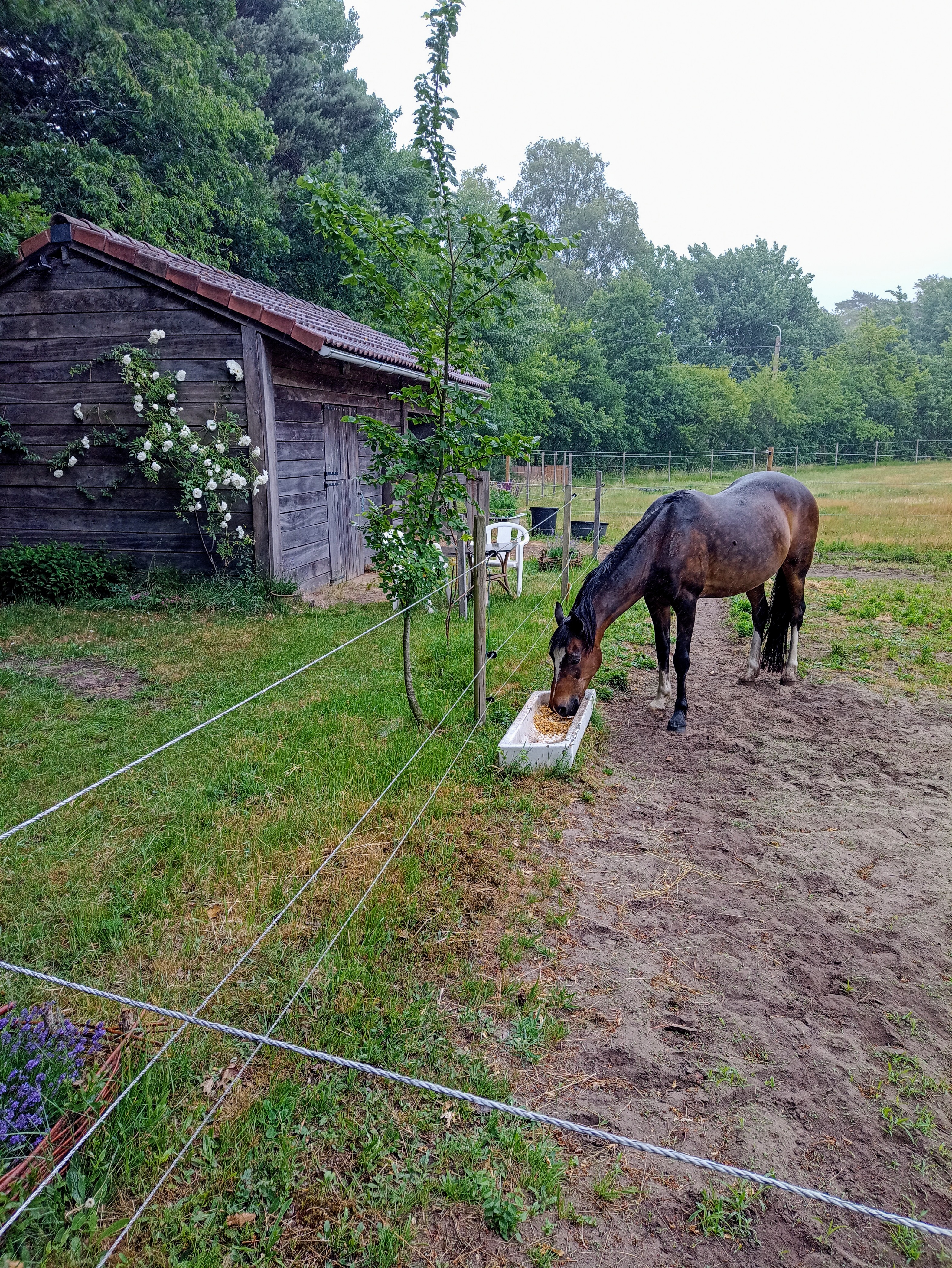 Mindful Paardenbeleving